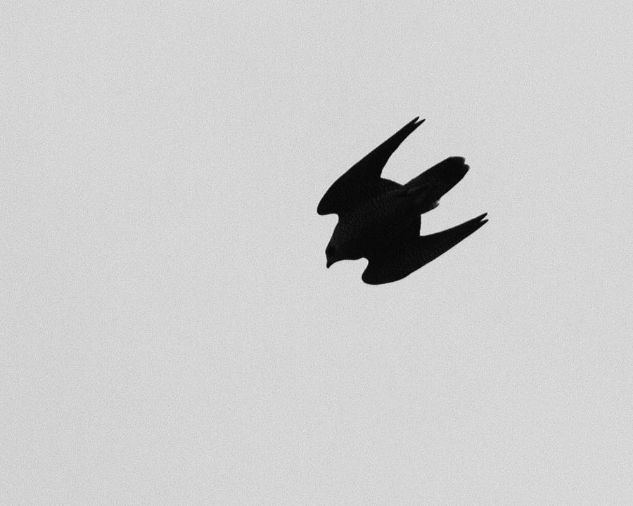 diving falcon silhouette