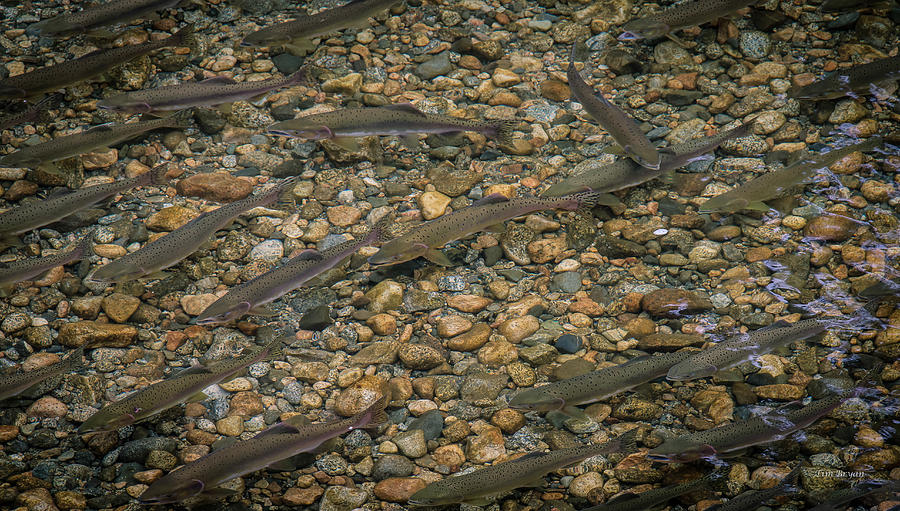 Salmon Photograph - Return of the Salmon- British Columbia by Tim Bryan