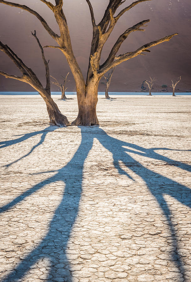 Camel Photograph - Return of the Shadow of the Camel Thorn - Dead Vlei Photograph by Duane Miller