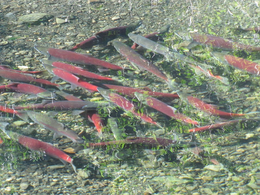 Returning Salmon Photograph by Lisa Dunn