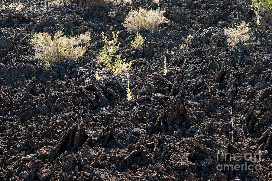 Returning to Life in Sunset Crater Volcano National Monument Photograph by Fred Stearns