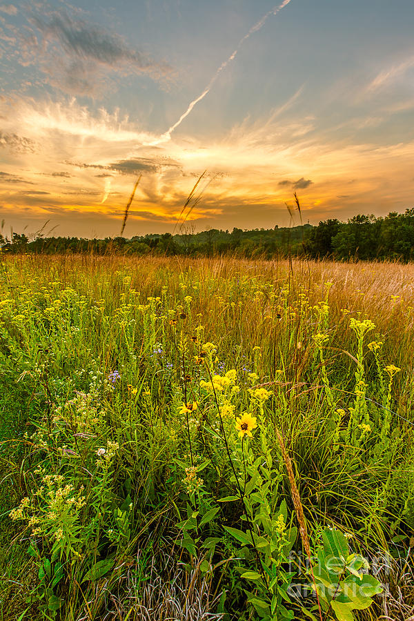 Retzer Wildflower Sunset Photograph by Andrew Slater