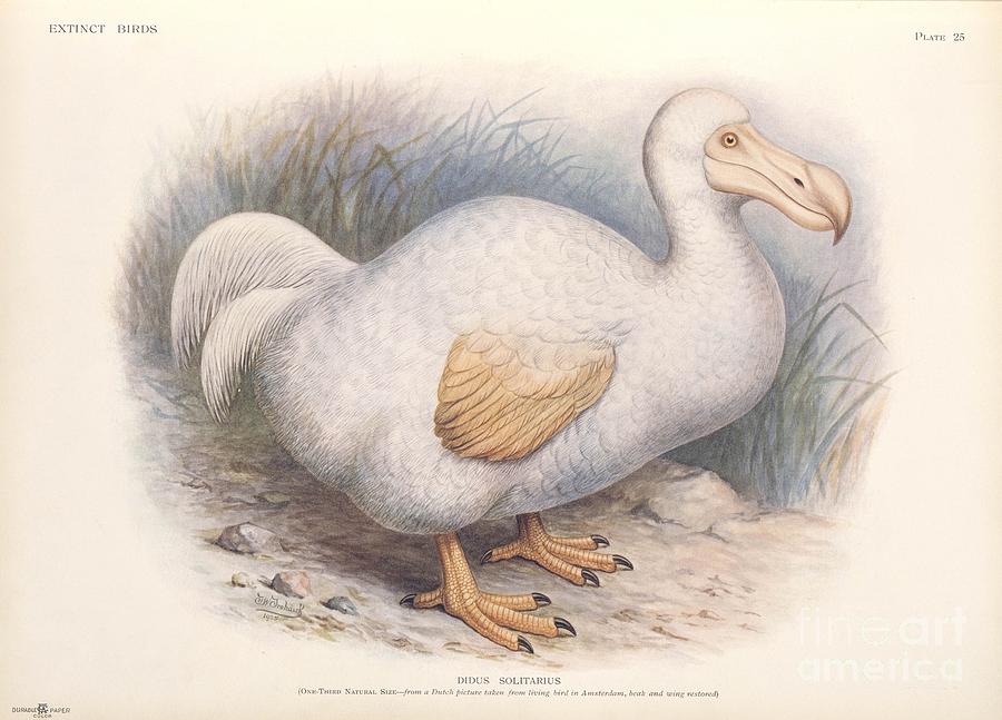 Reunion White Dodo, 1907 Artwork Photograph by Natural History Museum, London