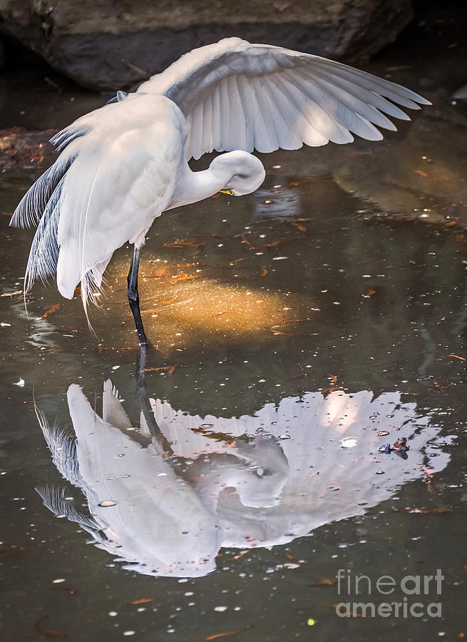 Egret Photograph - Revealed Close-up by Kate Brown