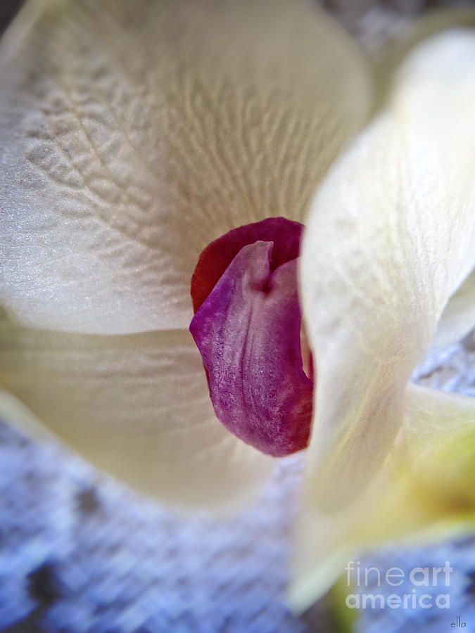 Orchid Photograph - Revealing the Heart of an Orchid by Ella Kaye Dickey