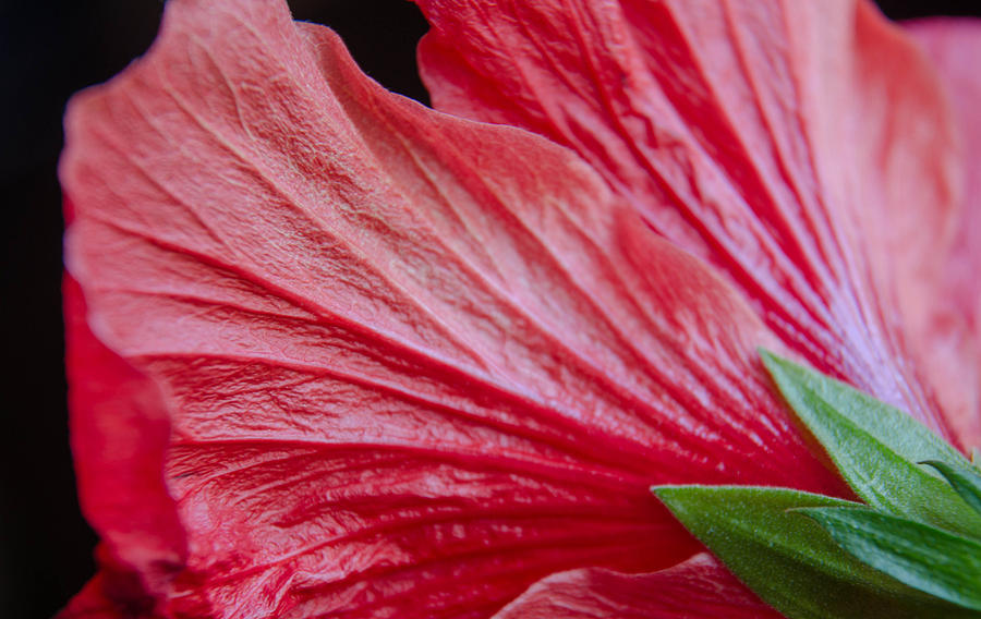 Reverse Red Hibiscus Photograph by Michael Moriarty Reverse Red Hibiscus Photograph by Michael Moriarty