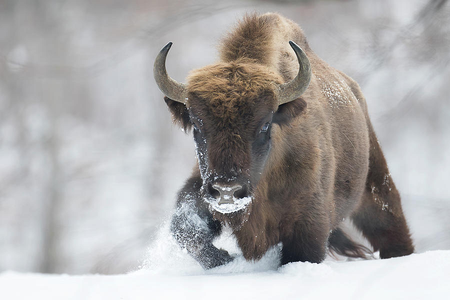 Bison Photograph - Rewilded by Sebastian Mastahac