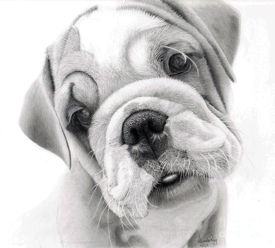 Rex a bulldog puppy Drawing by Alexandra Riley