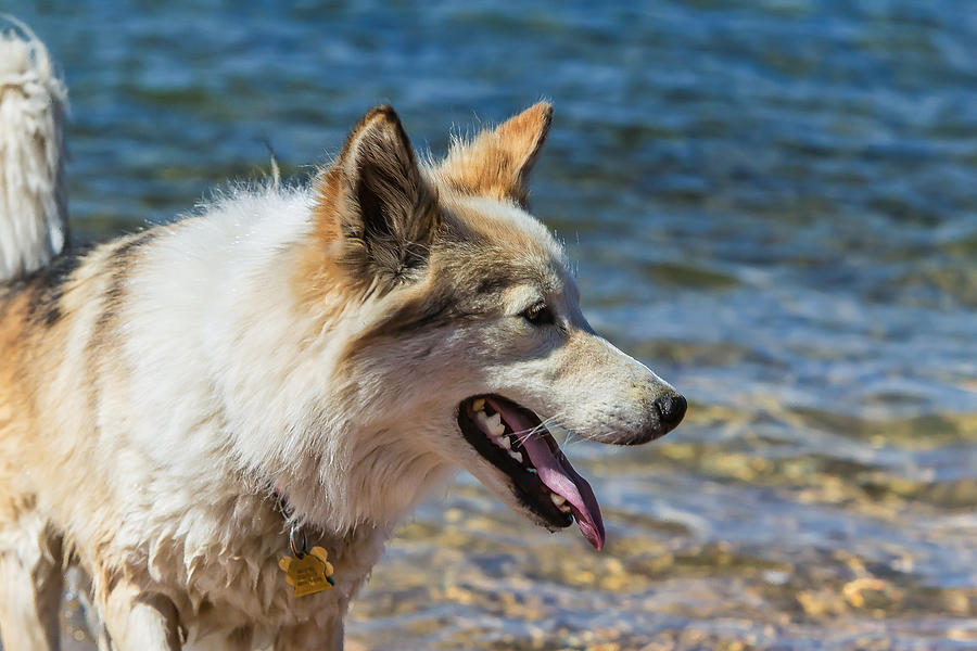 Rex the Shepard Mix Photograph by Henry Inhofer - Pixels