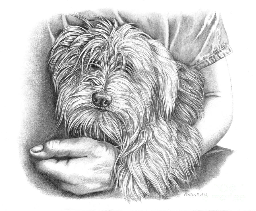 Dog Drawing - Rexie by Catherine Garneau