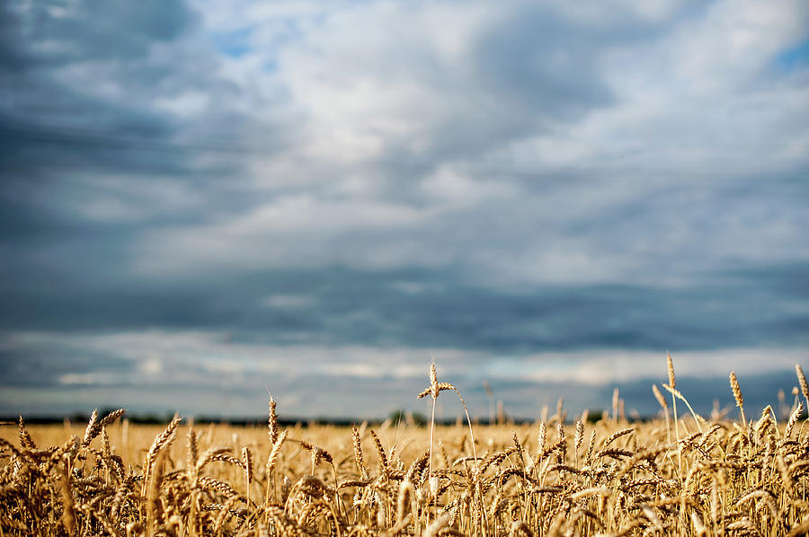 Rey Field And Dark Sky Photograph by A. Aleksandravicius Rey Field And Dark Sky Photograph by A. Aleksandravicius