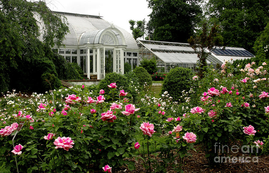 Rose Photograph - Reynolda Gardens  Roses by James C Thomas