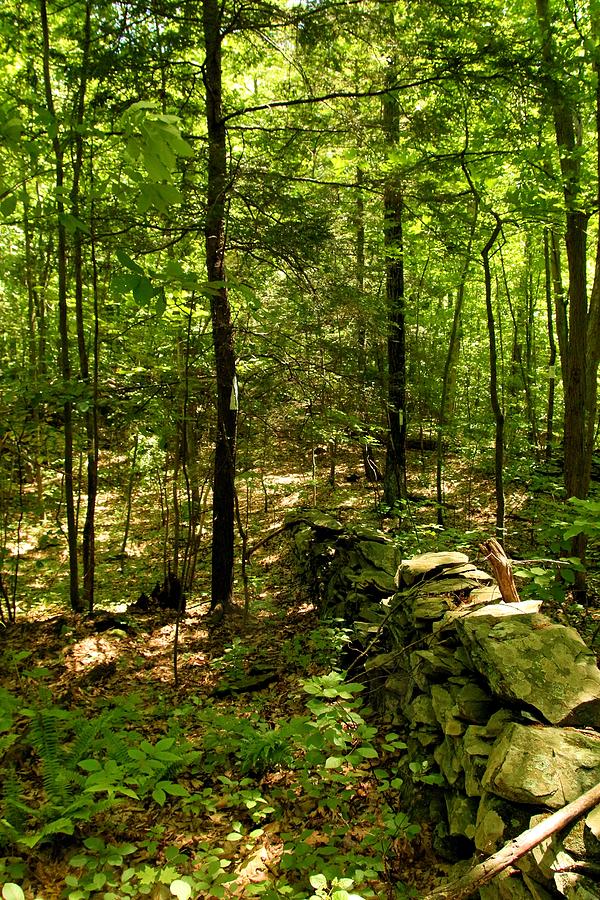 Wooded Path 03 Photograph By Robert McCulloch - Fine Art America