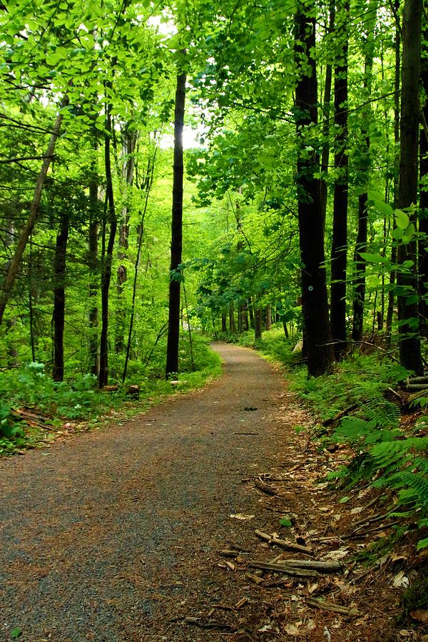 Wooded Path 18 Photograph by Robert McCulloch - Fine Art America