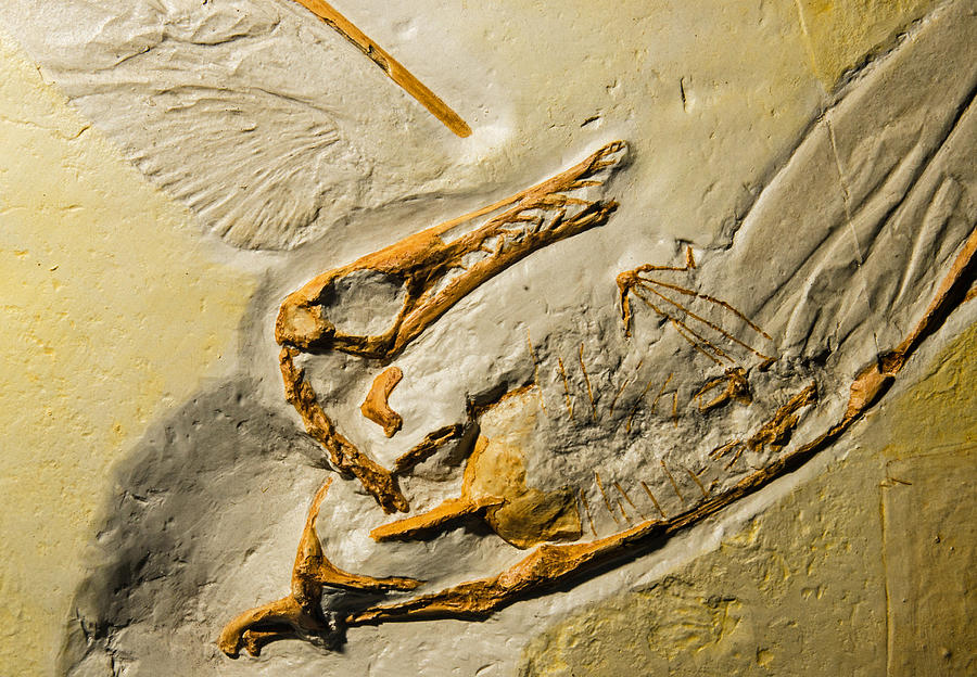 Rhamphorhynchus Pterosaur Fossil Photograph by Millard H Sharp