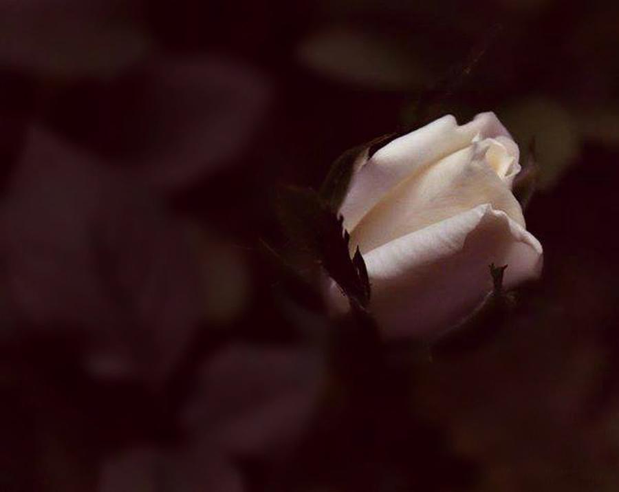 Rhapsody in Rose Photograph by Valerie Stein