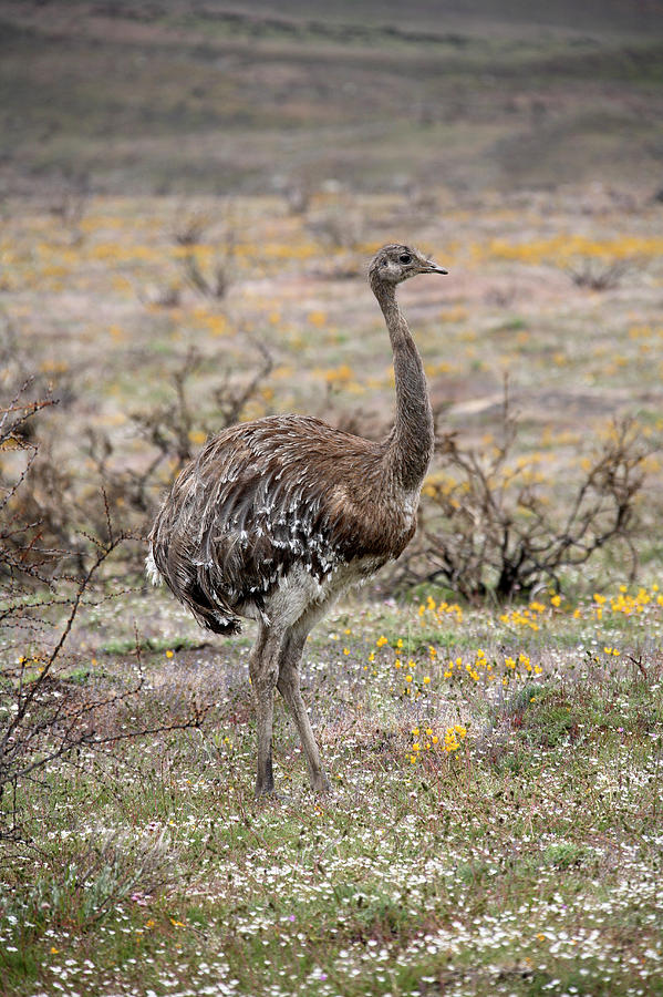 Rhea Photograph by Steve Allen/science Photo Library - Pixels