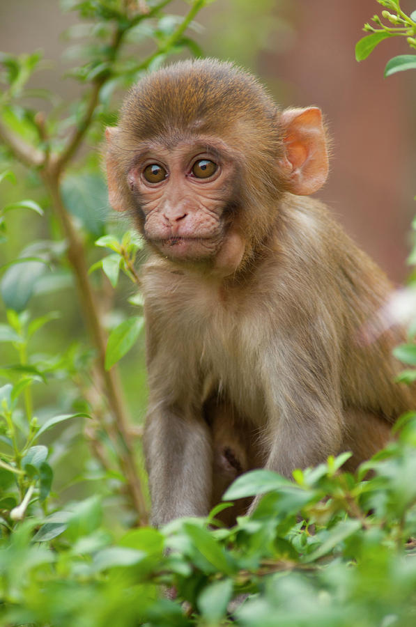 Rhesus Monkey Baby Monkey Temple Photograph By Inger Hogstrom