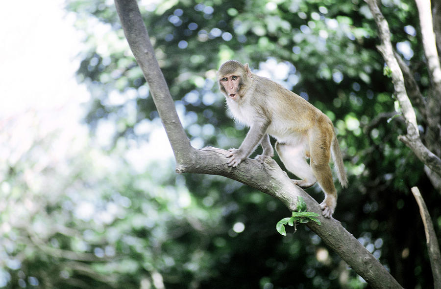 Rhesus Monkey Photograph by Lynn Hoffman