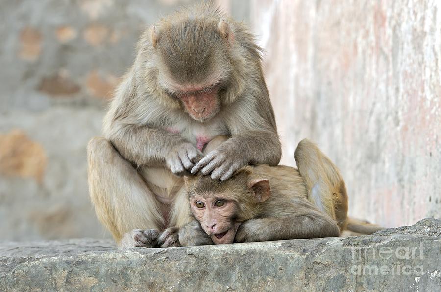 Nature Photograph - Rhesus Monkeys Grooming by Tony Camacho