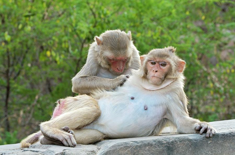 Nature Photograph - Rhesus Monkeys Grooming by Tony Camacho/science Photo Library