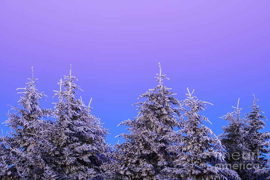 Tree Photograph - Rhime Ice Pine Trees Sunrise by Thomas R Fletcher