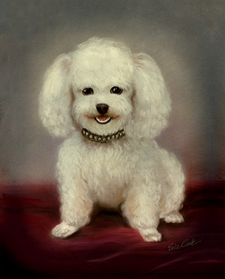 Cutest Poodle Photograph by Evie Cook