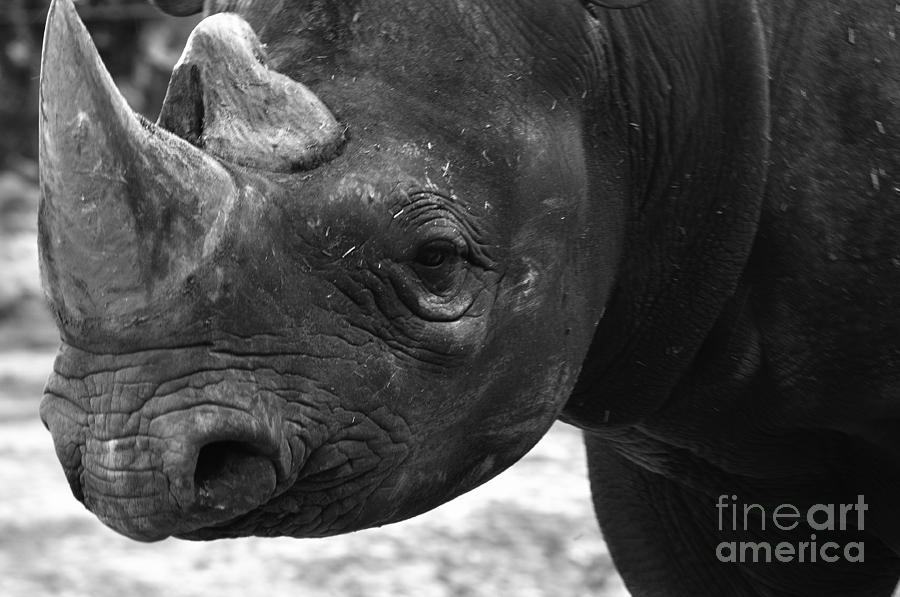 Wildlife Photograph - Rhino by Andres LaBrada