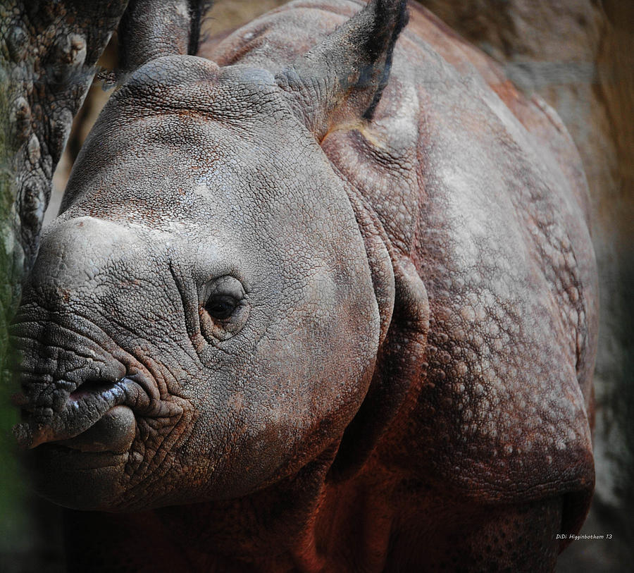 Animal Photograph - Rhino Baby by DiDi Higginbotham