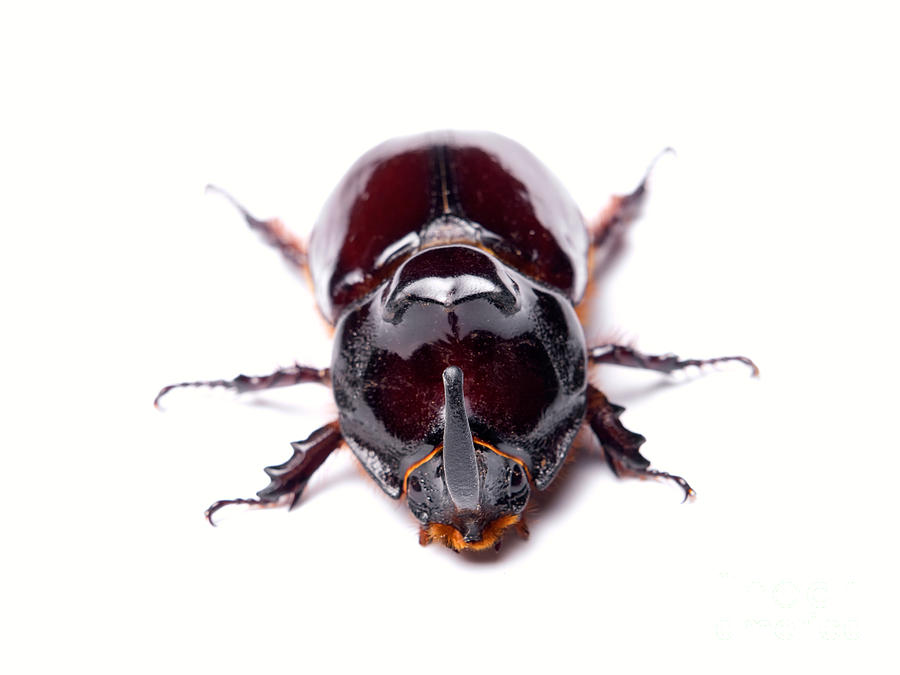 Nature Photograph - Rhino beetle horn by Sinisa Botas