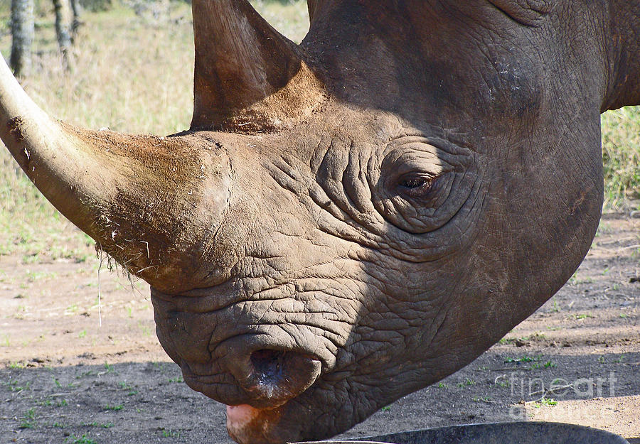 Rhino Close Up Photograph by Louise Peardon