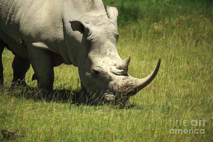 Wildlife Photograph - Rhino covered in flies by Deborah Benbrook