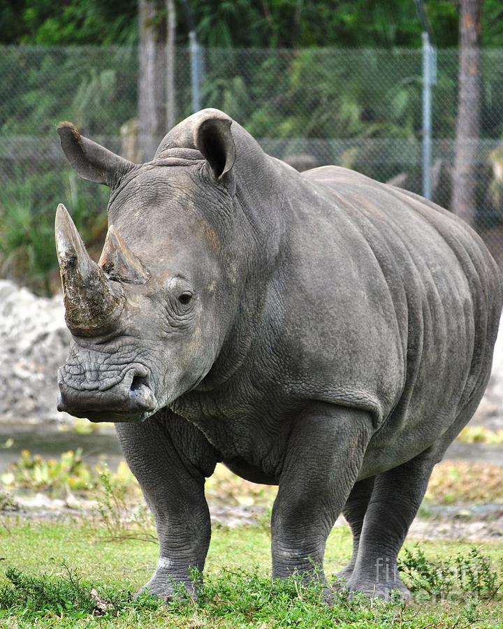 Rhino Photograph By Daniel Diaz - Fine Art America