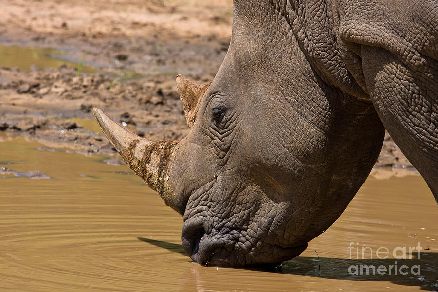 Rhino Drinking Photograph by Jennifer Ludlum