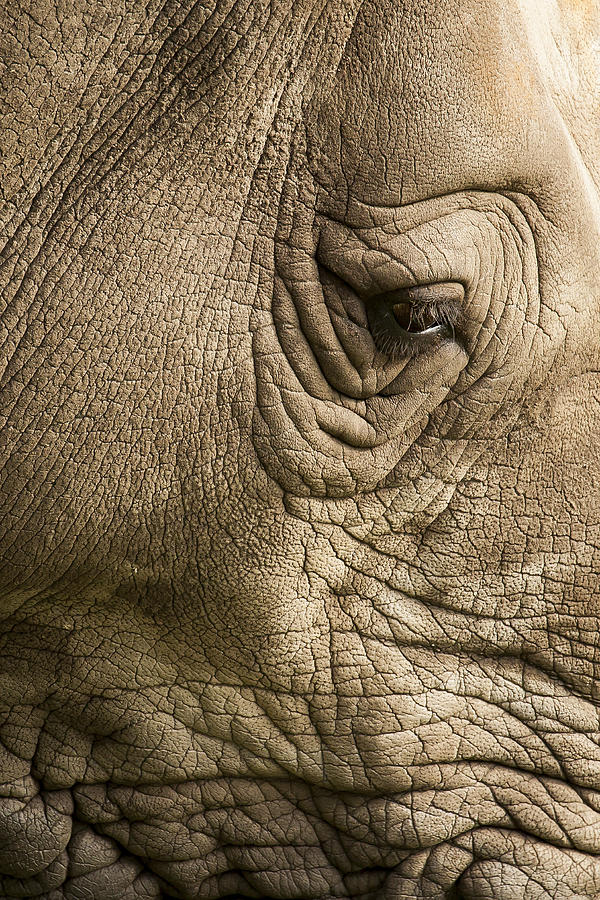 Rhino Eye Photograph By Barbara Northrup