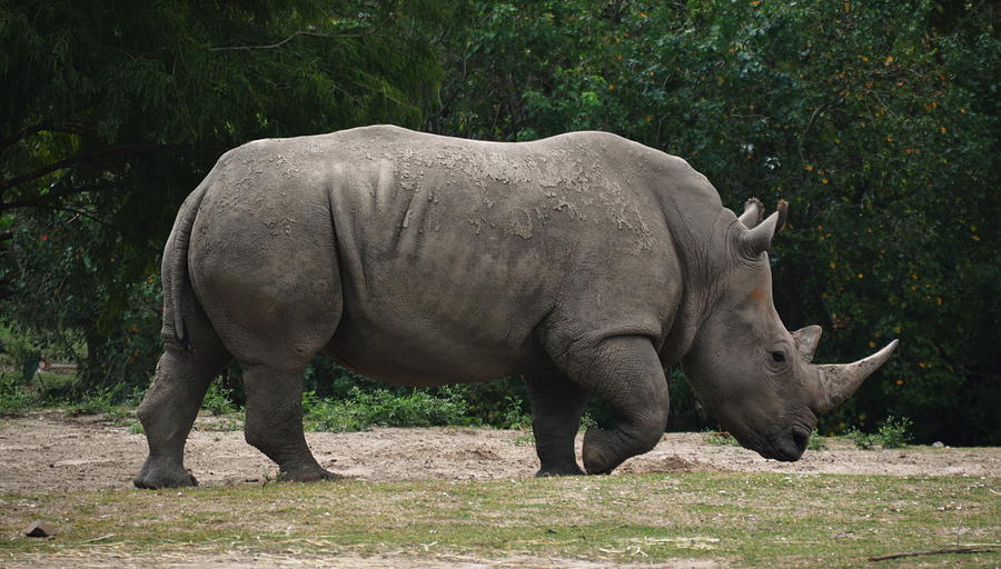 Rhino In The Wild Photograph By Richard Booth - Fine Art America