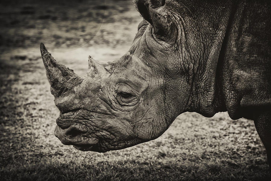 Animal Photograph - Rhino by Kevin Cable
