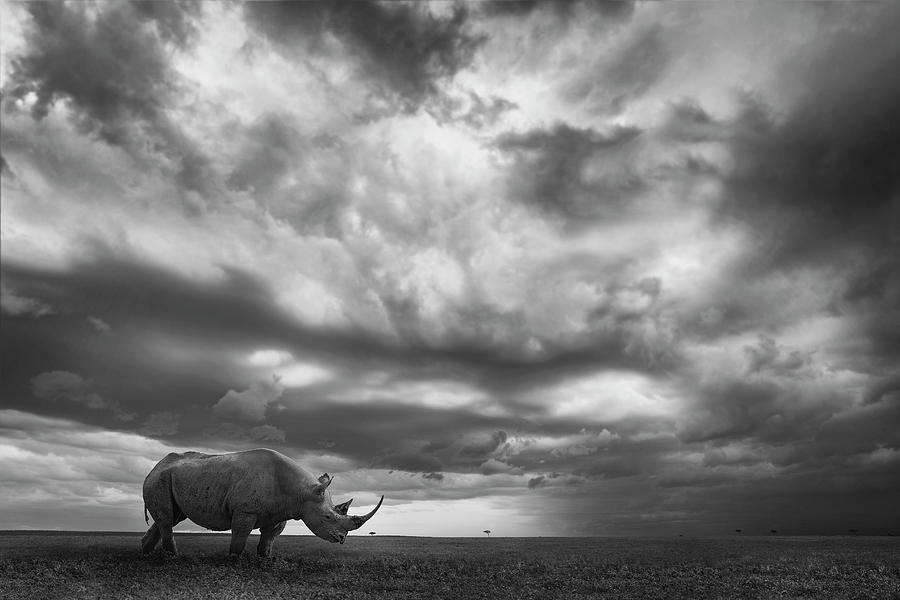 Rhino Land Photograph by Mario Moreno