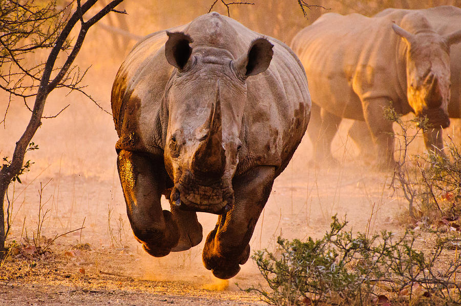 Rhino Learning To Fly Photograph by Justus Vermaak