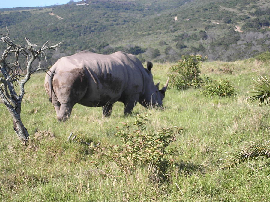 Rhino on safari 1 Photograph by Karen Jane Jones