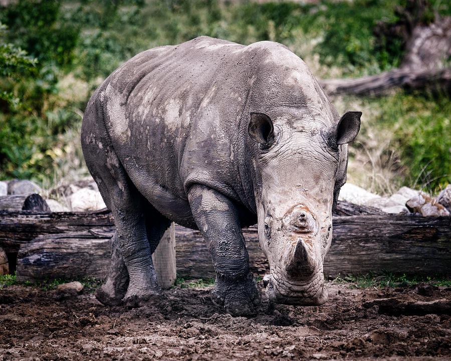 Rhino on the Move Photograph by Todd Ryburn