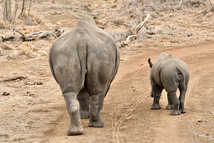 Rhino Pair Leaving Two Photograph by Jeff R Clow