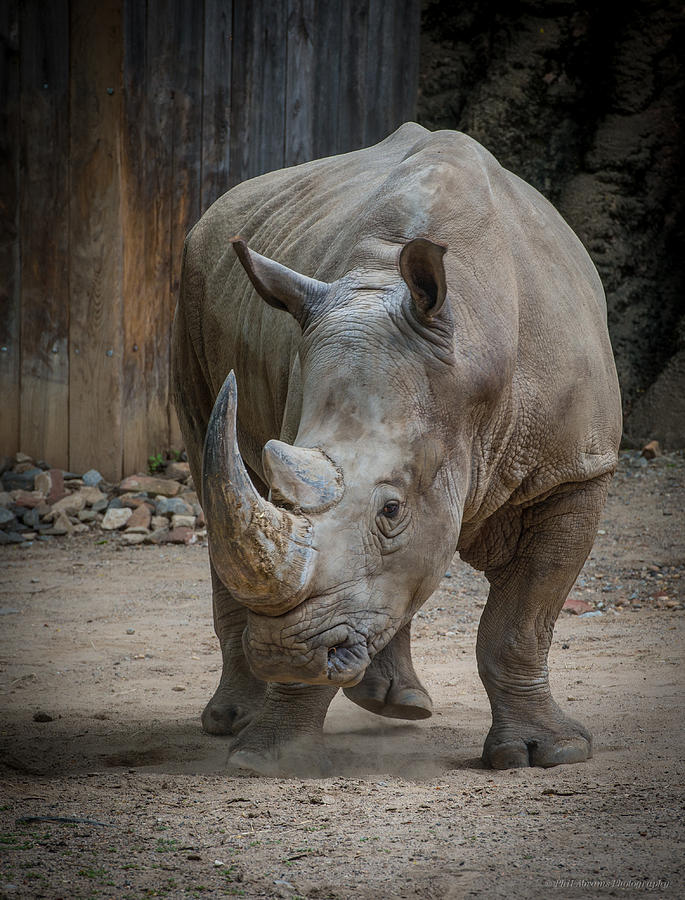 Rhino Photograph by Phil Abrams