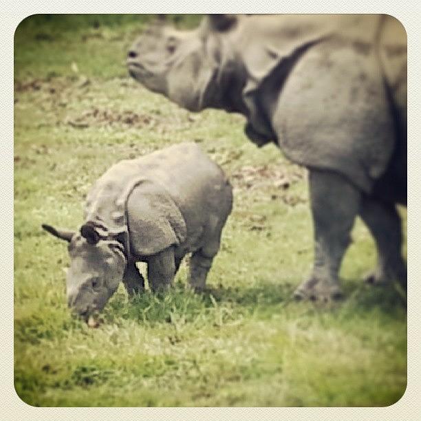 Rhino Photograph - #rhino by Raimond Klavins