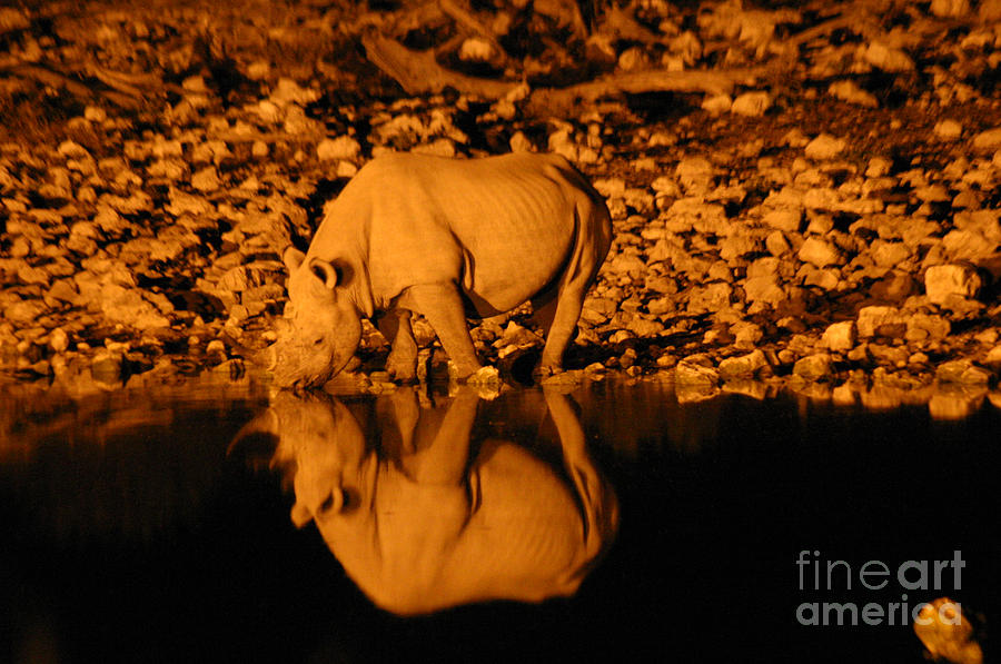 Wildlife Photograph - Rhino Reflection by Alison Kennedy-Benson