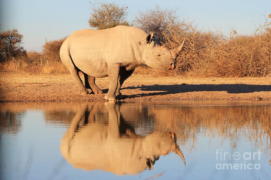 Rhino Reflection Photograph
