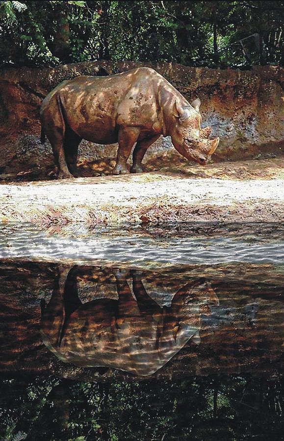 Rhino Reflection Photograph by Joe Duket