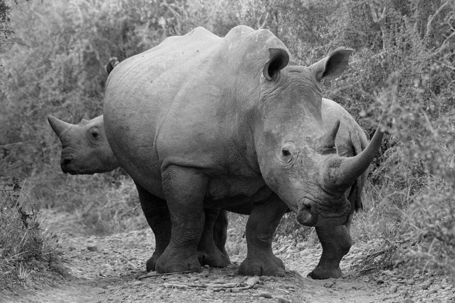 Rhino Road Block Photograph by Chris Whittle - Fine Art America