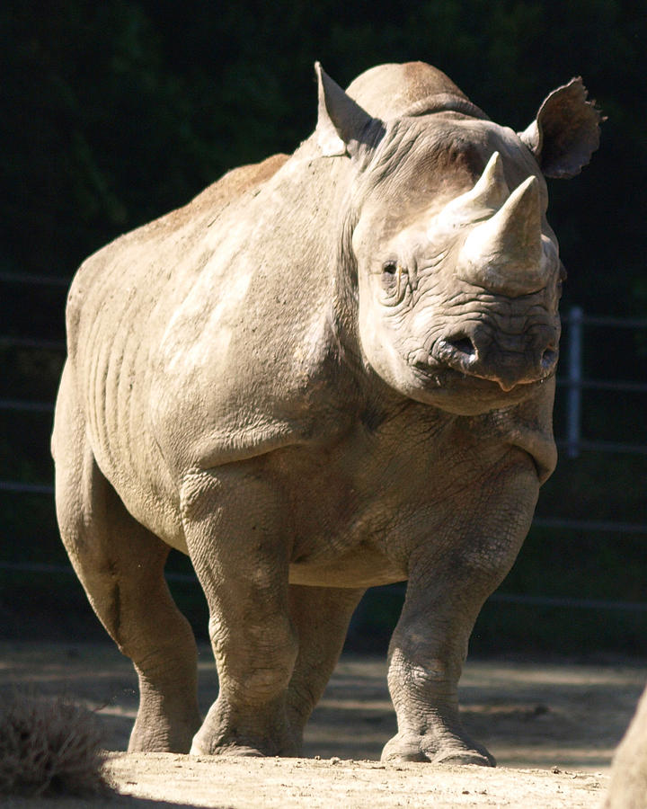 Rhino Stance Photograph by Carolyn Waissman - Fine Art America