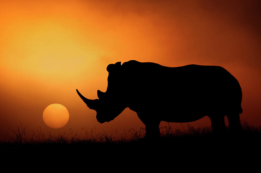 Rhino Sunrise Photograph by Mario Moreno